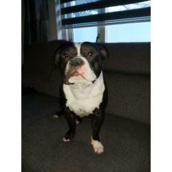 American Bully