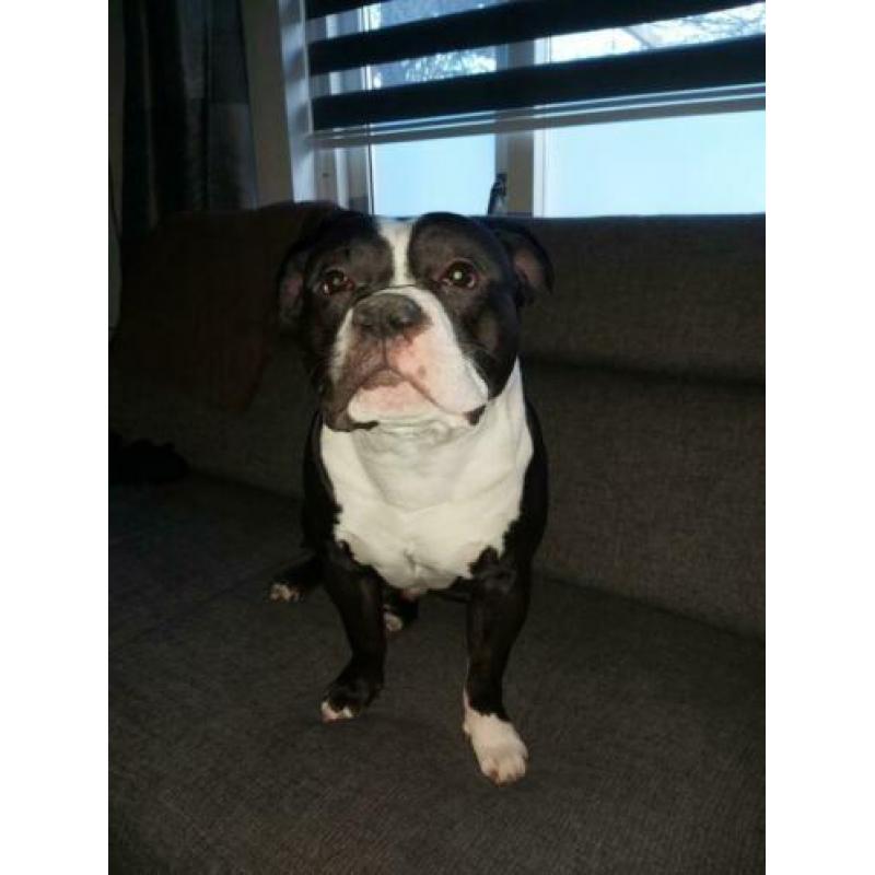 American Bully