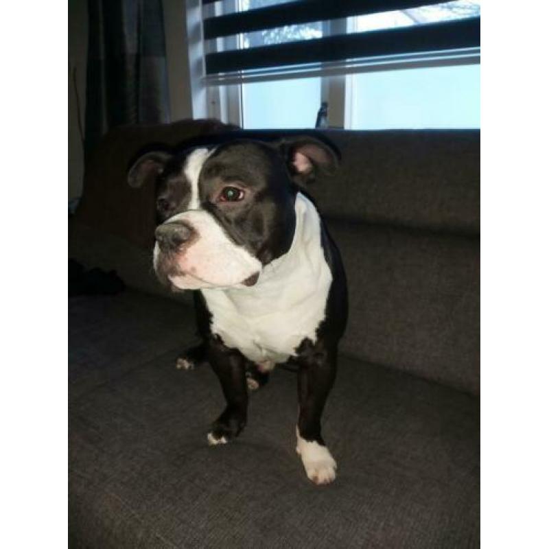 American Bully