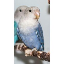 mooie agaporniden, ook opaline