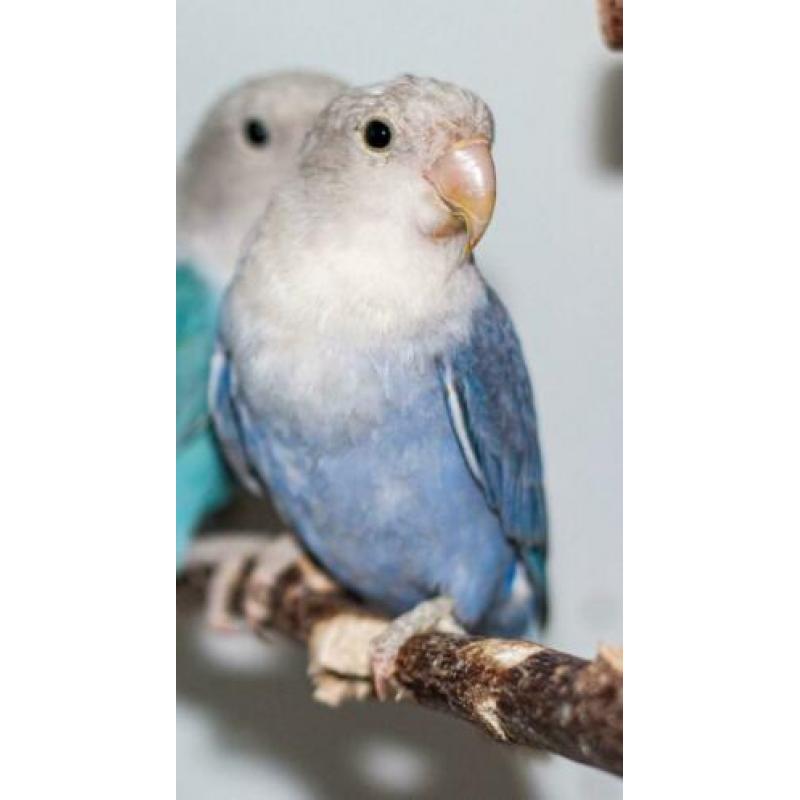 mooie agaporniden, ook opaline