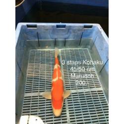 30 kohaku op voorraad 45-65 cm