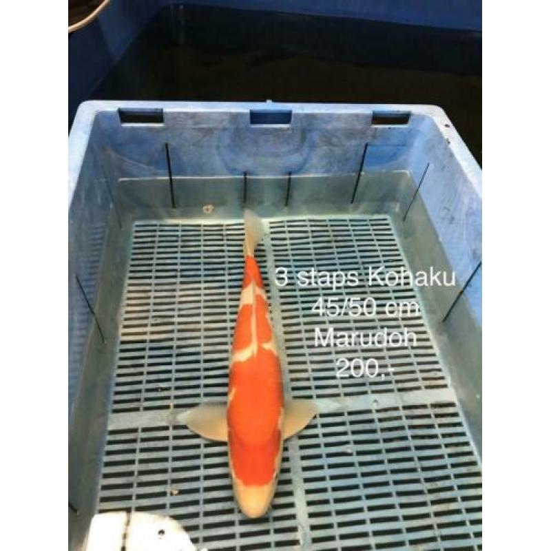 30 kohaku op voorraad 45-65 cm