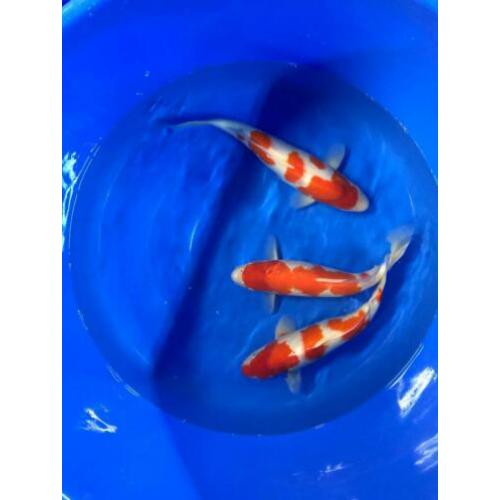 30 kohaku op voorraad 45-65 cm