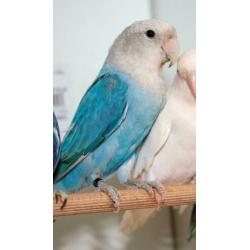 mooie agaporniden, ook opaline