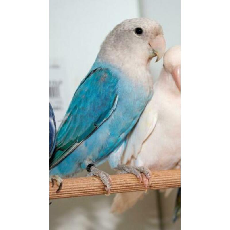 mooie agaporniden, ook opaline