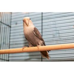mooie agaporniden, ook opaline