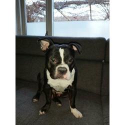 American Bully