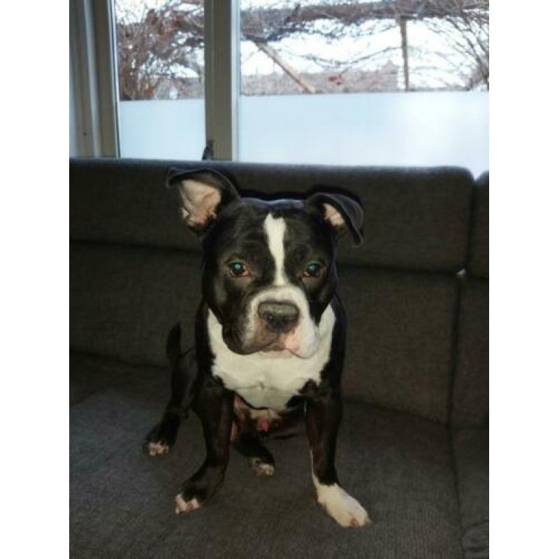 American Bully