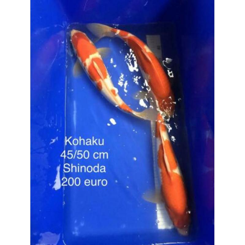 30 kohaku op voorraad 45-65 cm