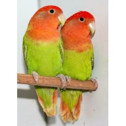 mooie agaporniden, ook opaline