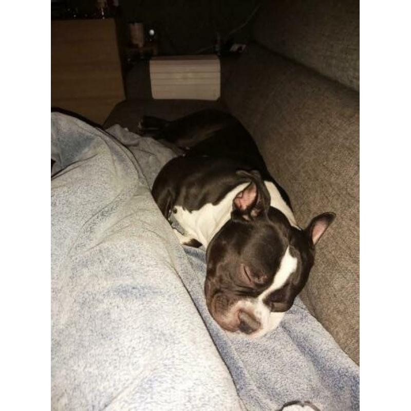 American Bully