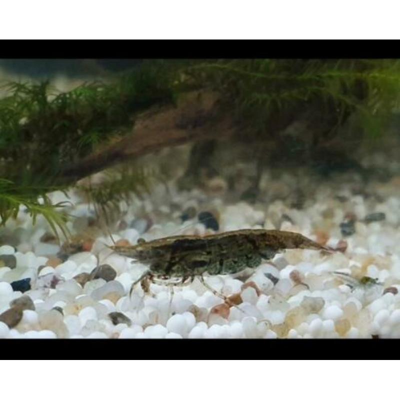 Neocaridina mix blauw/rood etc