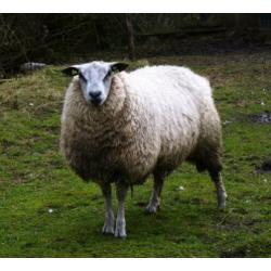 Ram Bleu du Maine