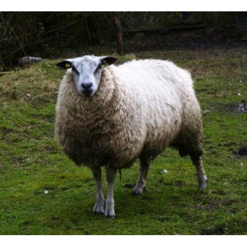 Ram Bleu du Maine