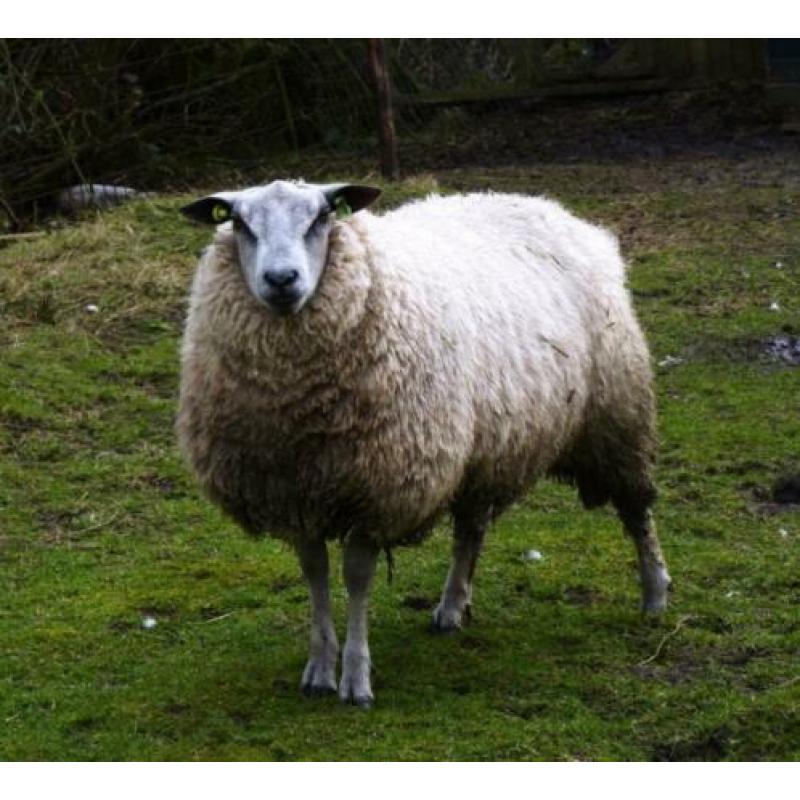 Ram Bleu du Maine