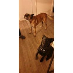 Zeer liefe hond Mechelse heder holandse heder