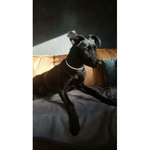 Zeer liefe hond Mechelse heder holandse heder