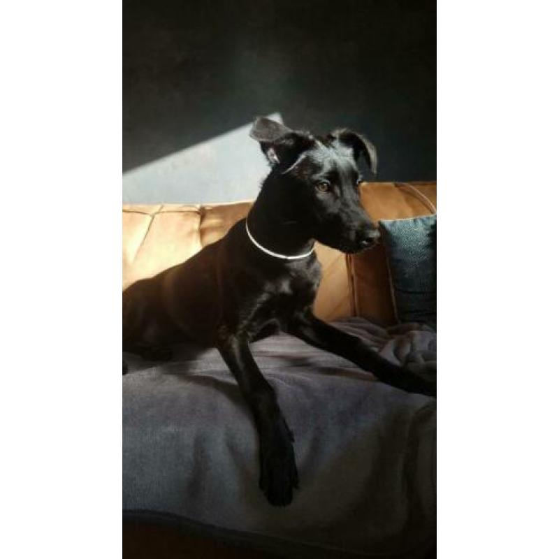 Zeer liefe hond Mechelse heder holandse heder