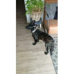 Zeer liefe hond Mechelse heder holandse heder