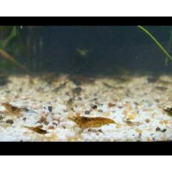 Neocaridina mix blauw/rood etc