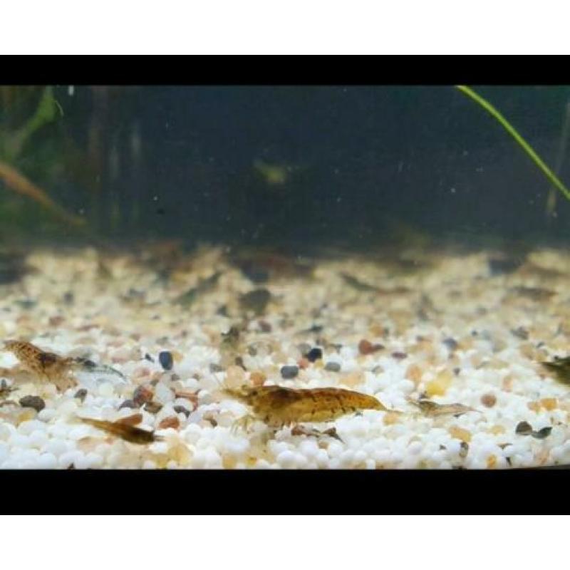 Neocaridina mix blauw/rood etc