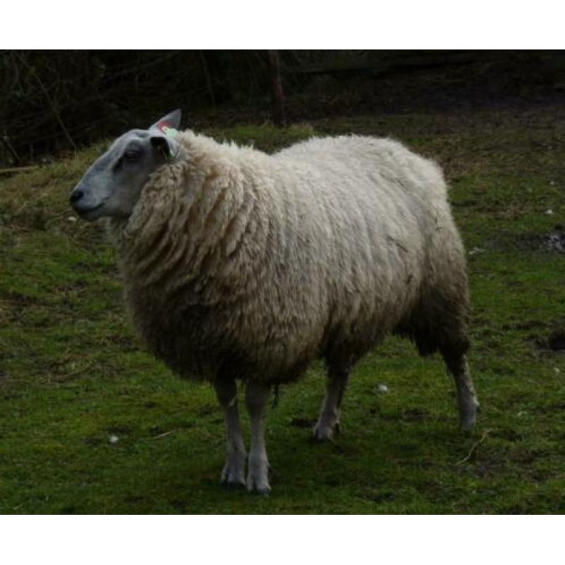 Ram Bleu du Maine