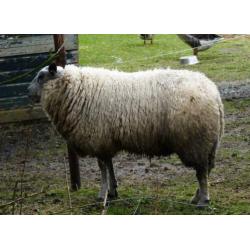 Ram Bleu du Maine