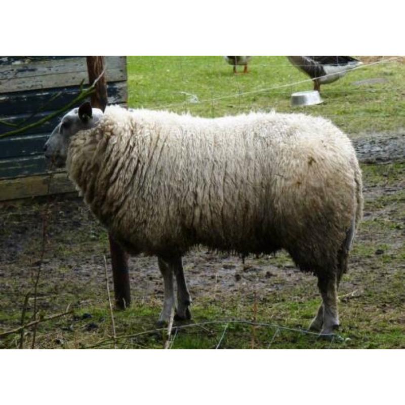 Ram Bleu du Maine