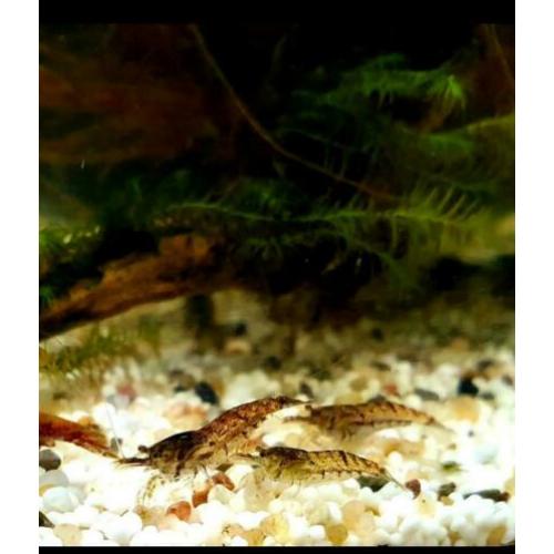 Neocaridina mix blauw/rood etc