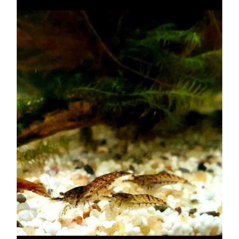 Neocaridina mix blauw/rood etc
