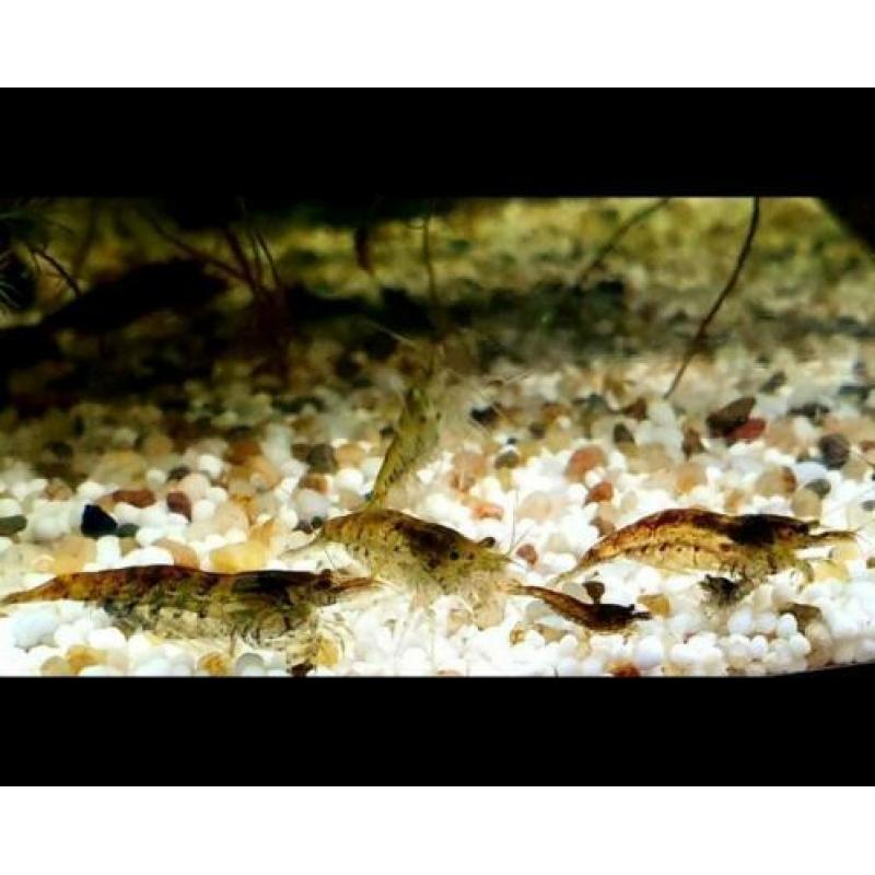 Neocaridina mix blauw/rood etc