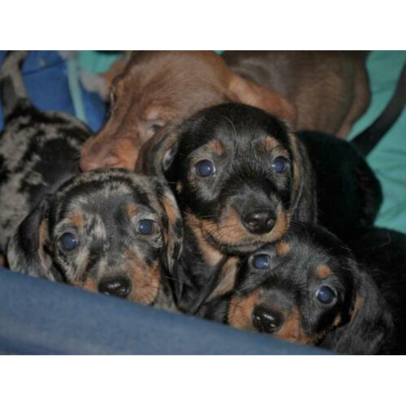 Teckel pups , kaninchen , getijgerde kleuren