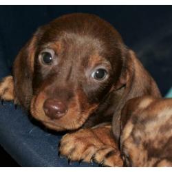 Teckel pups , kaninchen , getijgerde kleuren