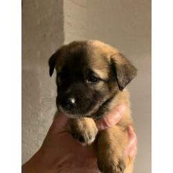 Herder kruising pups