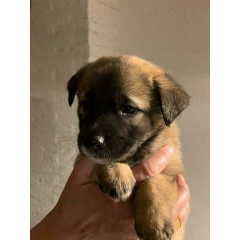 Herder kruising pups