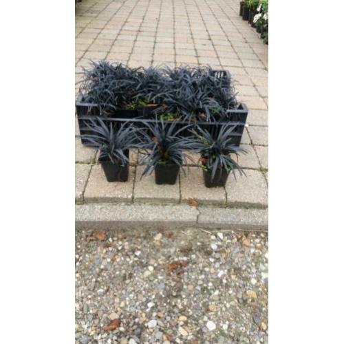 Morgen leegverkoop van siergrassen en lavendel en vinca en