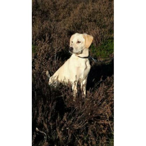 Nala is op zoek naar een liefdevol thuis