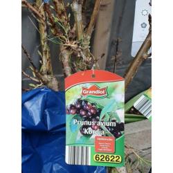 Fruit bomen