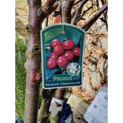 Fruit bomen