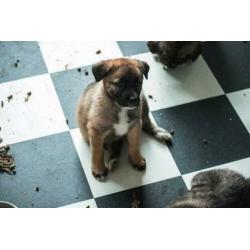 Herder kruising pups