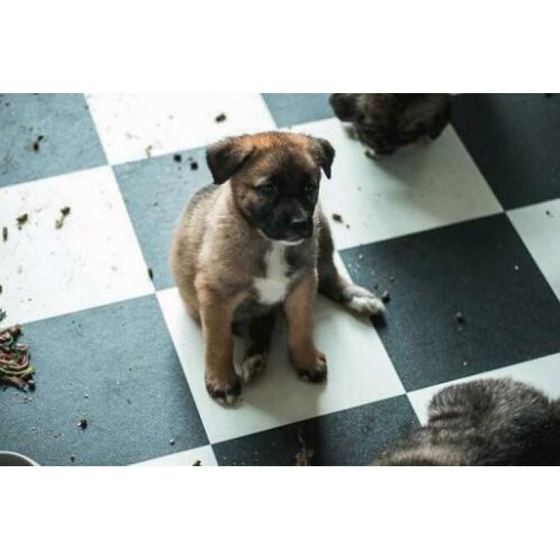 Herder kruising pups