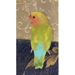 Agapornis delft