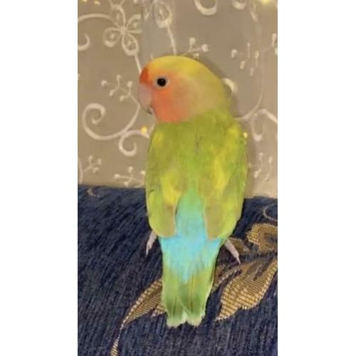 Agapornis delft