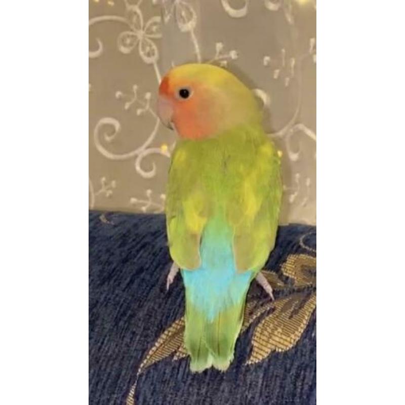 Agapornis delft