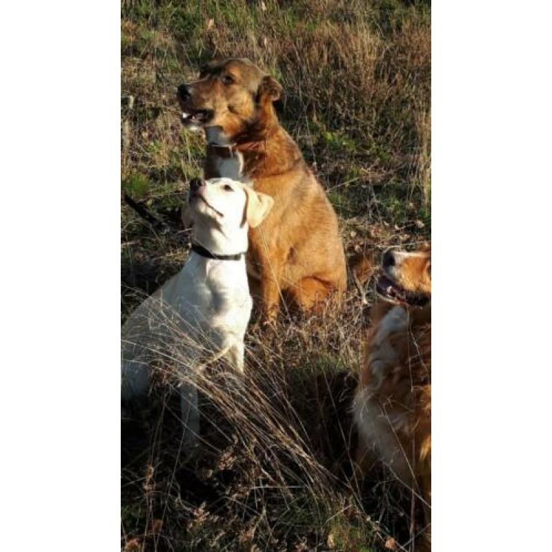 Nala is op zoek naar een liefdevol thuis