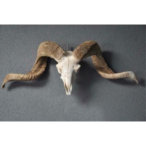 Skulls longhorn buffel schedel longhorn skull dierenschedel