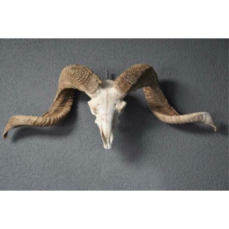Skulls longhorn buffel schedel longhorn skull dierenschedel