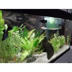 Aquarium