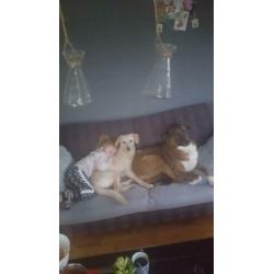 Nala is op zoek naar een liefdevol thuis